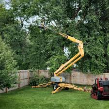 Best Fruit Tree Pruning  in , IN